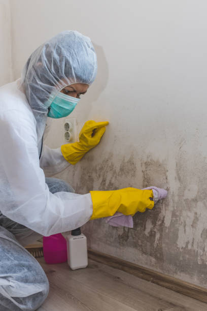  Atlantis, FL Mold Removal Pros